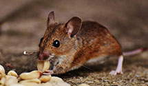 24 Hour & Emergency Exterminators in Riegelwood, NC